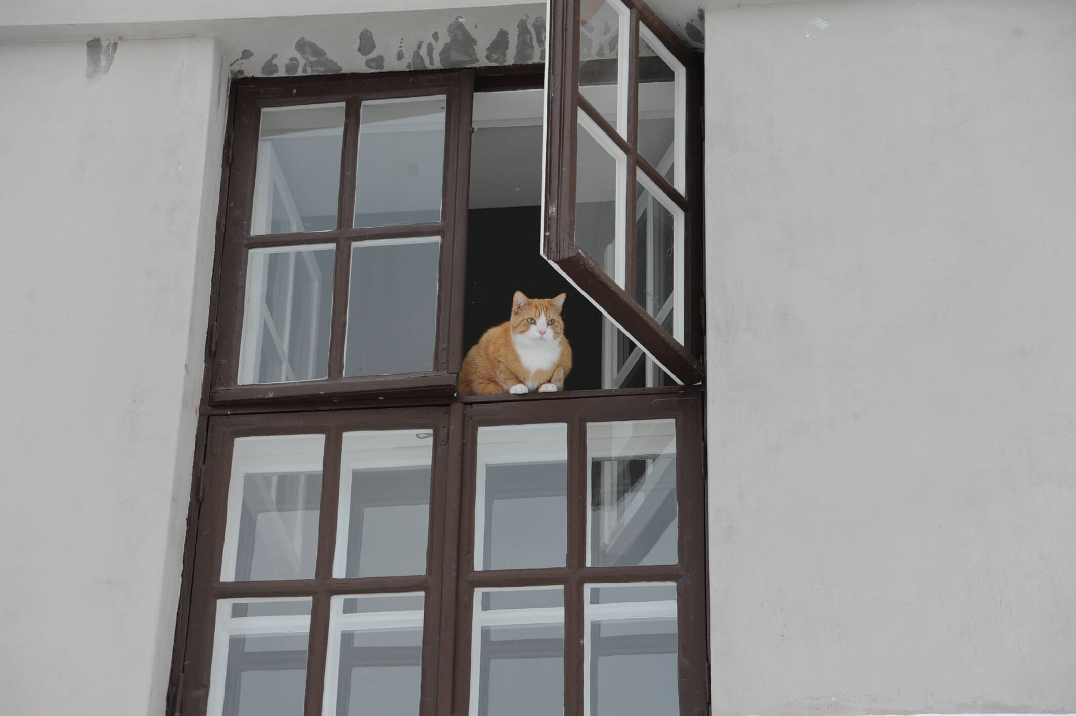 一軒家の２階窓から猫がこちらを見ていた